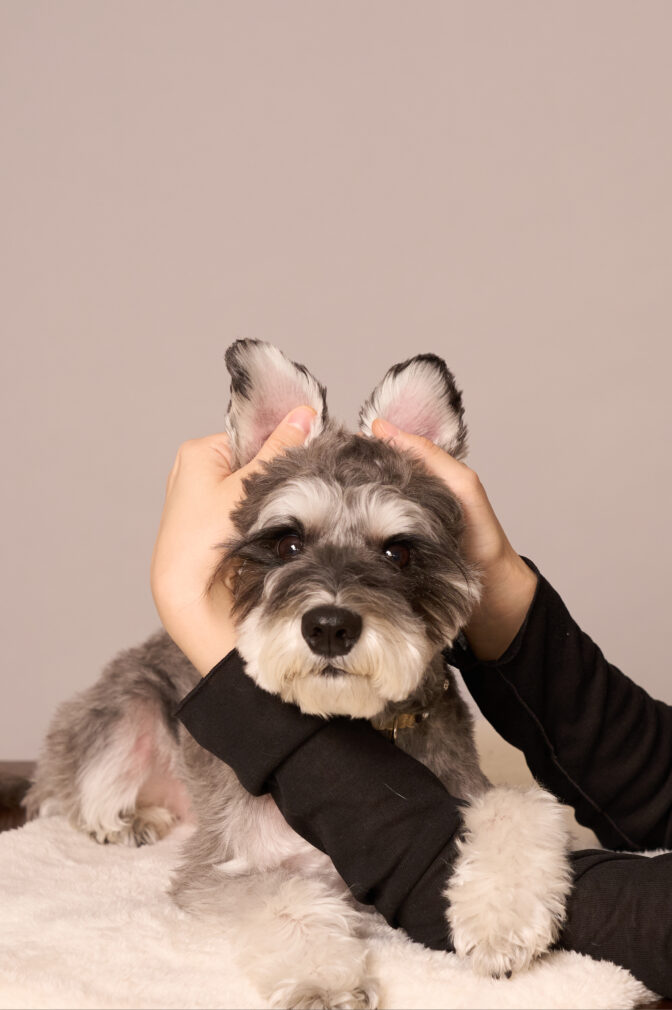 画像:ファミリーフォト